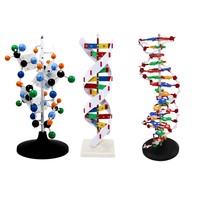 Modèle d'ADN pour les sciences médicales Modèle biologique de protéine génique Démonstration 60cm Grand modèle de professeur d'école en plastique à double hélice