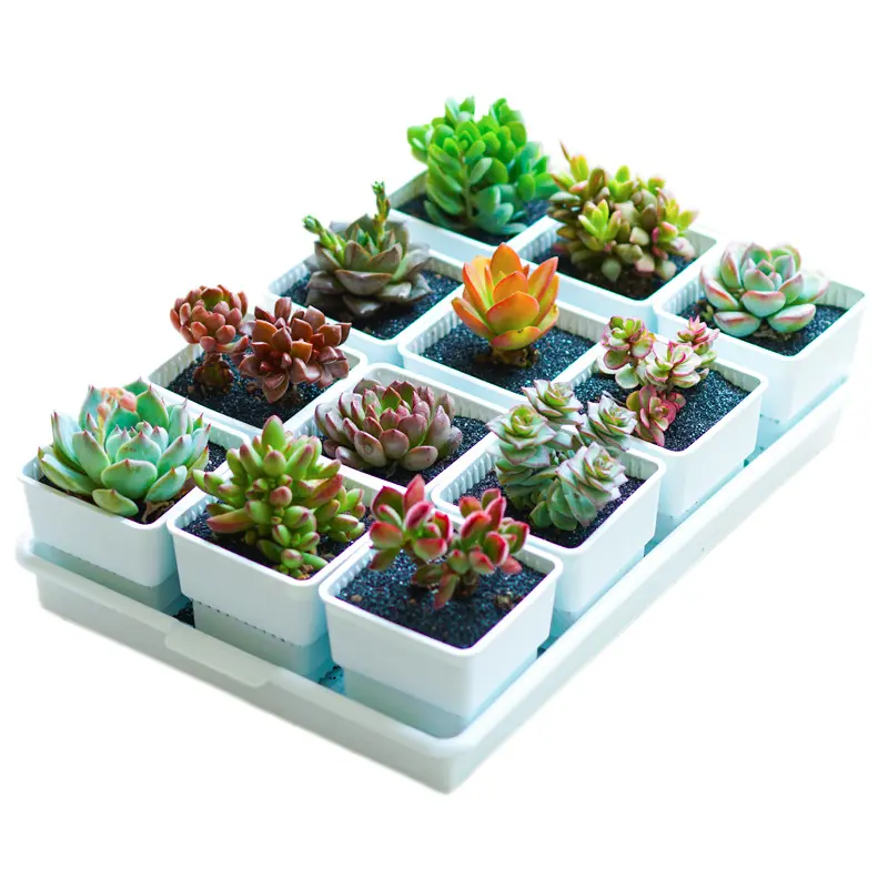 Vasos de plástico para plantas com controle de raiz, vasilhas de plantas em resina, plantador de suculentas
