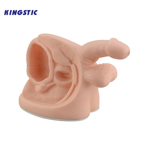 Khoa học y tế cơ quan sinh dục nhân tạo của con người dương vật mô hình cơ quan sinh sản bên trong và bên ngoài nam - Product Image 1