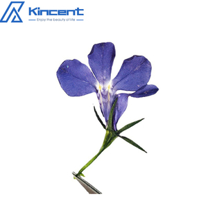 Nature Bleu Violet <span class=keywords><strong>Lobelia</strong></span> DIY Fleurs Pressées pour la Fabrication de Bougies Bijoux en Résine - Product Image 2