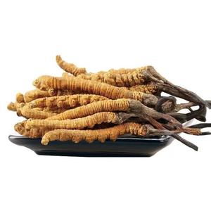 Bulk Pure <span class=keywords><strong>Cordyceps</strong></span> Militaris Cogumelo <span class=keywords><strong>Cordyceps</strong></span> Extrato Medicina Chinesa Seco <span class=keywords><strong>Cordyceps</strong></span> <span class=keywords><strong>Sinensis</strong></span> - Product Image 5
