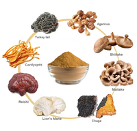 Poudre d'Extrait de Champignons Herbacés de Haute Qualité, Prix de Gros OEM, Corps Entier de Crinière de Lion, Reishi, Chaga, Wuling