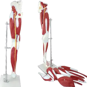 मानव पैर की मांसपेशियों का प्लास्टिक शारीरिक मॉडल मांसपेशी पैर शरीर रचना विज्ञान