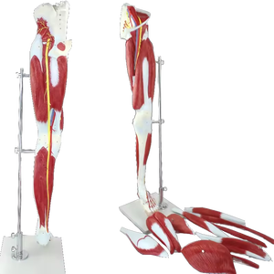 Modelo Anatómico <span class=keywords><strong>de</strong></span> Plástico <span class=keywords><strong>de</strong></span> los Músculos <span class=keywords><strong>de</strong></span> <span class=keywords><strong>la</strong></span> <span class=keywords><strong>Pierna</strong></span> <span class=keywords><strong>Humana</strong></span>, Anatomía Muscular <span class=keywords><strong>de</strong></span> <span class=keywords><strong>la</strong></span> <span class=keywords><strong>Pierna</strong></span> - Product Image 1