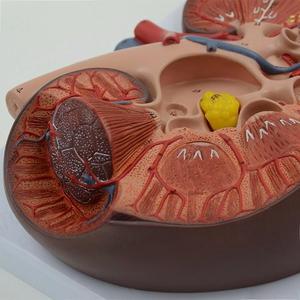 Mô hình thận phóng đại 3X với tuyến thượng thận-cho thấy vỏ thận, tủy, calyces, xương chậu, niệu quản & mạch máu - Product Image 5