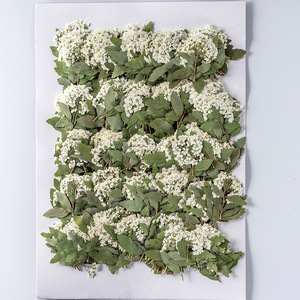 Naturale dry press <span class=keywords><strong>fiore</strong></span> <span class=keywords><strong>narciso</strong></span> candela fare torte decorazioni fiori secchi pressati per resina - Product Image 6