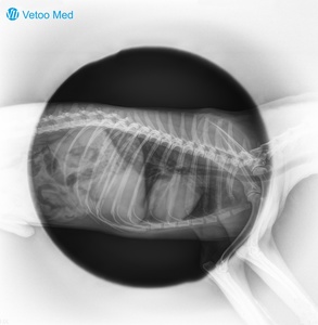 Equipo de Radiografía Digital Portátil a Batería, Equipo de Rayos X Compacto para Clínicas <span class=keywords><strong>Veterinarias</strong></span> de Emergencia, Máquina de Rayos X DR Portátil - Product Image 5