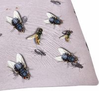 Outil de piégeage de mouches collant super efficace avec colle forte pour le contrôle des mouches en extérieur