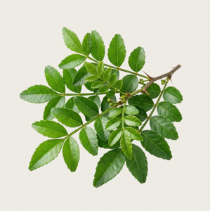 TW Zanthoxylum Piperitum <b>Extract</b> PDRN 1000 ppm High Purity Plant Derived Polynucleotide Concentrated Cosmetic Raw Material - Product Image 3