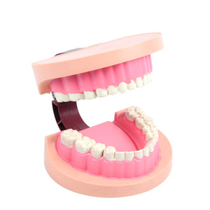 แบบจำลองฟันเด็ก J39052 อุปกรณ์ทดลองวิทยาศาสตร์ระดับประถมศึกษา เครื่องมือชีววิทยาระดับมัธยมศึกษา การสอน - Product Image 3
