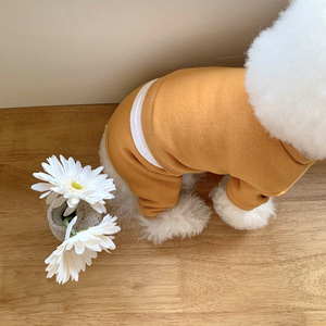 Vêtements décontractés pour chiens de petite taille (Bichon Frisé, Pomeranian, Schnauzer), tenues quatre pattes, nouveau style automne-hiver - Product Image 3