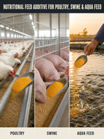 Poudre de levure de bière de qualité alimentaire 60% protéines, inactive et séchée pour l'alimentation des volailles, des porcs et des animaux aquatiques