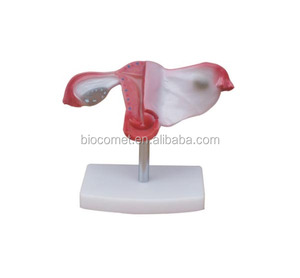 Natural <strong>Uterus</strong> <strong>Model</strong> Hospital School Medical Teaching Anatomical <strong>Uterus</strong> <strong>3D</strong> Modeling