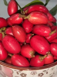 Trang trại cung cấp bán buôn Miracle Berry chiết xuất đông khô Miracle trái cây - Product Image 4