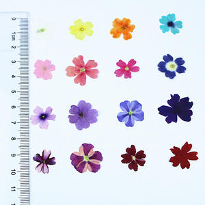 100 pièces/paquet de fleurs de <span class=keywords><strong>verveine</strong></span> séchées et pressées, pétales naturels, spécimens pour la résine, coque de téléphone DIY, bijoux pour le visage, sans danger pour la peau - Product Image 1
