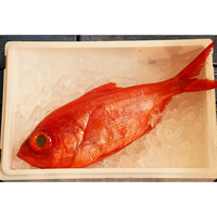 Japanese quality seafoods fresh splendid alfonsino frozen fish