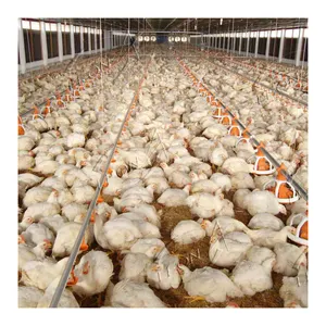 Cheap price chicken farm system poultry equipment