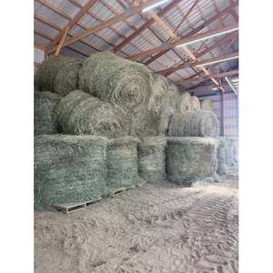 Alfalfa Premium Heno Alimentación Animal Alto Proteína 18% Pacas Secadas al Sol Exportación Mayorista Ganado Cerdo Perro Pollo 4 - Product Image 2