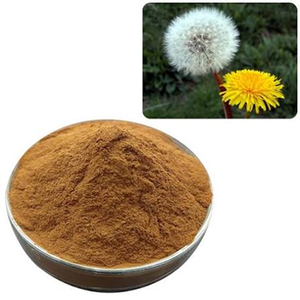 Extrait de pissenlit de haute qualité en poudre séchée par atomisation, matière première végétale pour la nutrition et la formulation de produits de bien-être à base de plantes - Product Image 6