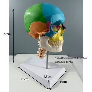 Modelo Anatómico de Esqueleto Humano MAXCARE MAC-YJ99, Ciencia Médica, PVC, 3 Partes, Cráneo de Color Europeo Americano, Cervical de 7 Secciones - Product Image 2