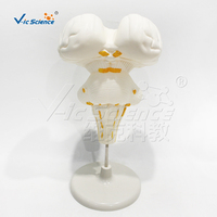 Modèle de dissection du tronc cérébral humain en résine PVC, spécimen nerveux réutilisable pour l'école de médecine, laboratoire d'anatomie, CE/ISO/ROHS/CNAS
