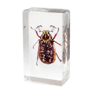 بالجملة مرقطة راتنج خنفساء طويلة القرن ثقل الورق حرفة عينة تعليمية حقيقية للتعلم والغرض الزخرفي - Product Image 5