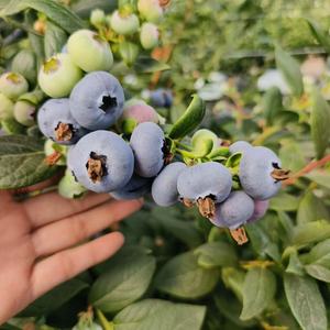 Súper buena calidad Ventas calientes China Origen Exportador Sabor Buena fruta Al por mayor Arándano dulce Arándano fresco Arándano - Product Image 2