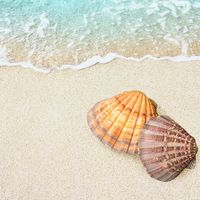 Paquet de coquillages de grande taille 4-7 pouces pour décoration, vaisselle européenne, coquillage de mer, en vrac, vente en gros