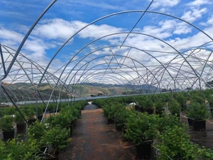 Thương mại nhiều đường hầm Berry màu xanh lá cây nhà nông nghiệp Blueberry dâu nuôi đường hầm nhà kính để bán - Product Image 3