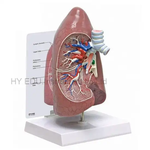 Pabrik langsung sekolah pengajaran manusia model anatomi kronis paru menghalangi Penyakit Paru - Product Image 4