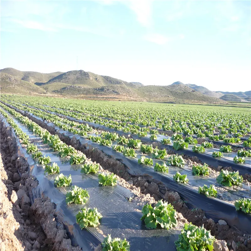 Hoja de mantillo ecológica, cubierta de suelo agrícola, película de mantillo de plástico compostable, precio