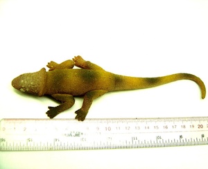 Jouets lézard à faire pousser dans l'eau <span class=keywords><strong>les</strong></span> plus vendus Produits chinois EVA tendance - Product Image 3