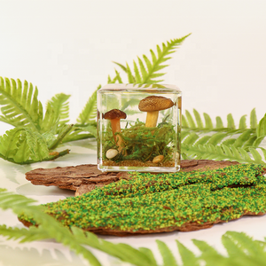 Usine de résine transparente divers de <span class=keywords><strong>champignons</strong></span> <span class=keywords><strong>champignons</strong></span> et mousse spécimens de résine de paysage - Product Image 4