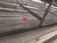 Vente Chaude Cage à poulets automatique de type H pour poussins d'un jour et poulettes en batterie, avec une durée de vie de 15 à 20 ans