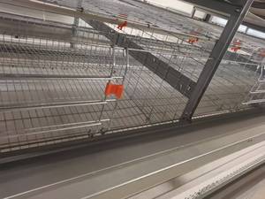 Nouvelle cage <span class=keywords><strong>à</strong></span> poulets automatique de type H pour poussins d'un <span class=keywords><strong>jour</strong></span>, avec une durée de vie de 15 <span class=keywords><strong>à</strong></span> 20 ans - Product Image 2