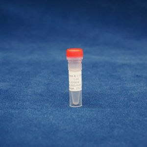 Finepure Endofree Plasmide Maxi Kit - Product Image 6