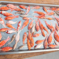 Poissons d'eau douce congelés pour poissons aquatiques, oiseaux de proie, tortues, aliments et friandises pour reptiles