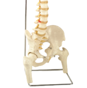 Modelo de Columna Vertebral Sacra Magnética A123, Maniquí de 85 cm con Columna Vertebral Flexible, Pelvis, Fémur y Sacro - Product Image 4