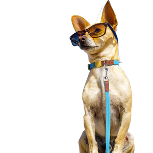 Set Kalung dan Tali Anjing Modern Mewah untuk Anjing Kecil dan Sedang, Aksesori Pelatihan Hewan Peliharaan, Ringan, Bahan Poliester, Tahan Lama, dan Menarik Perhatian - Product Image 3
