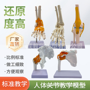 แบบจำลองการสอนการจำลองข้อต่อและกระดูกมนุษย์ เช่น ข้อศอก ข้อมือ ข้อเท้า ไหล่ เข่า สะโพก และเอ็นต่างๆ สำหรับการแพทย์ - Product Image 4