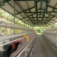 160 Cages à Poules Pondeuses de Type A, Équipement Avicole Multifonctionnel pour l'Élevage, Disponible à la Vente