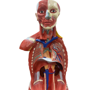 Mô Hình Giải Phẫu Cơ Bắp Toàn Thân Người 170CM Bằng Nhựa PVC - Product Image 2