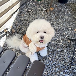 Vêtements pour chiens style Instagram, veste de baseball, tenues d'automne pour Teddy, panda, chiot miniature, tenues d'automne et d'hiver - Product Image 4