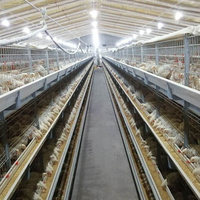 Nouvelles cages à poulets de type H à haute densité entièrement automatiques galvanisées, structure durable et gain de place pour l'élevage avicole commercial
