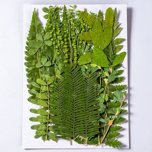 ZS010 35 pièces de vraies feuilles séchées vertes de fougère de forêt sèche pour Nail Art résine savon bougie bijoux décoration - Product Image 3