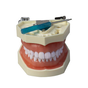 Modelo Dental Desmontable de 28 Dientes, Resina, Ayuda Didáctica para la Preparación Dental, Práctica de Terapia Oral, Examen para el Aula - Product Image 1