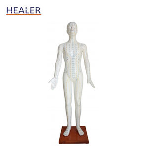 Pointe d'acupuncture naturelle, modèle d'anatomie musculaire, haute qualité - Product Image 2