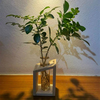 Vase en verre transparent simple pour culture hydroponique d'intérieur, idéal pour le salon