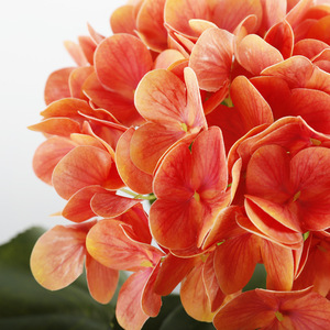 Flores de Hortensia Artificiales de Plástico y Seda, Simulación 3D, para Decoración de Bodas y Hogar - Product Image 2