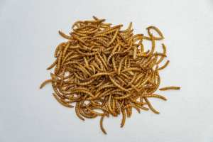 Vers de farine séchés, nourriture pour animaux riche en protéines pour oiseaux, poissons, chiens et petits animaux - 60% de protéines, 100% naturel - Product Image 5